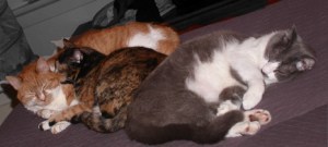 MINOLTA DIGITAL CAMERA